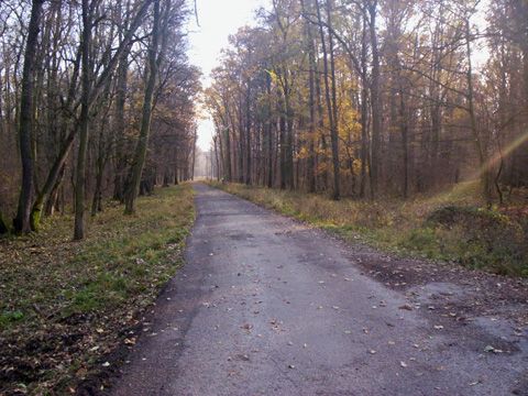 Foto 21
